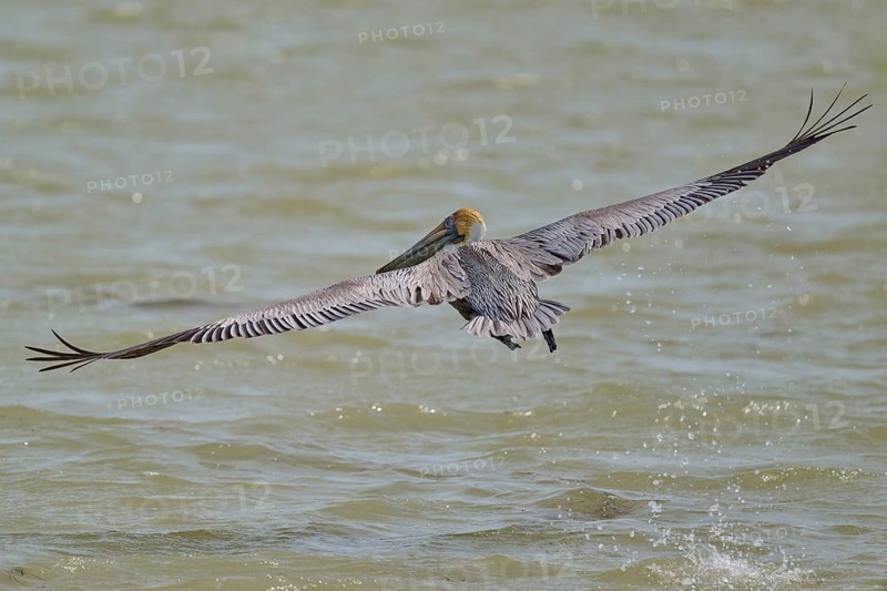 Brown Pelican, (Pelecanus occidentalis), Brown Pelican, flying just above the water with outstretched wings, Flamingo, Everglades National Park, Florida, USA