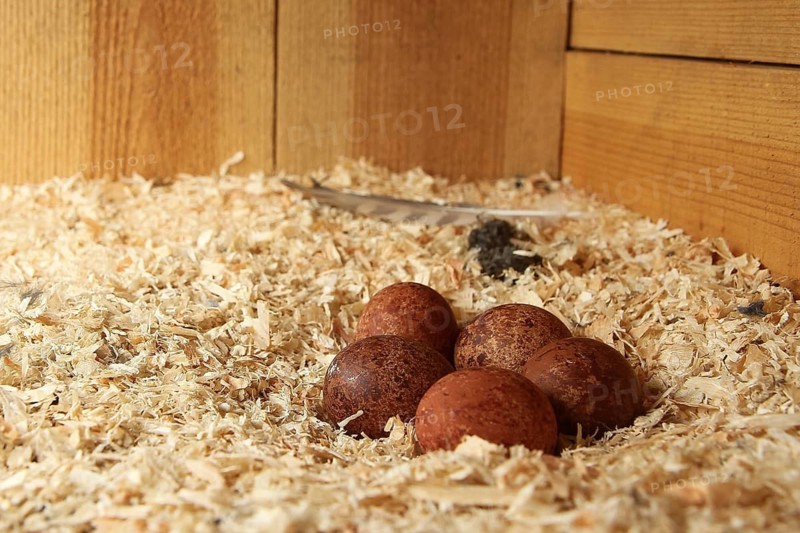 Common Kestrel (Falco tinnunculus) eggs, Lower Saxony, Germany