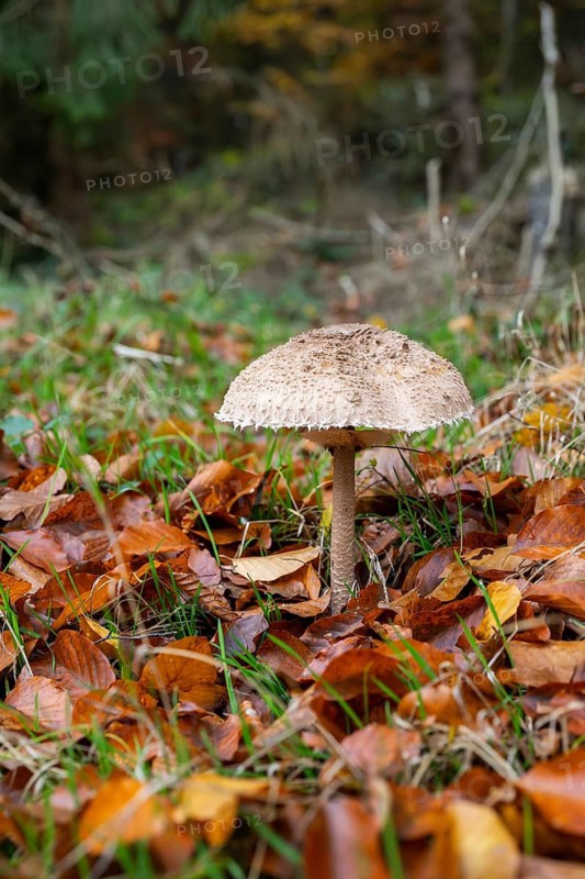 Parasol mushroom (Macrolepiota procera) mushroom in a forest in autumn, Bavaria, Germany