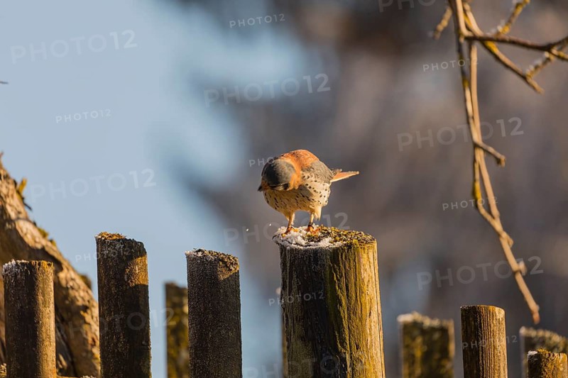 One American kestrel (Falco sparverius) standing on a fence pole in early morning backlight with a blue sky in the background