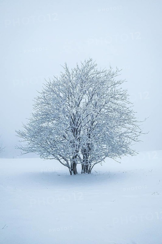 Single tree, snow-covered, winter landscape, snow, nature, untouched, Usseln, Sauerland, Germany