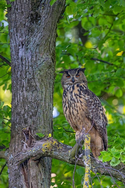 Eurasian eagle-owl, European eagle-owl (Bubo bubo) adult perched in tree in broad-leaved forest in spring