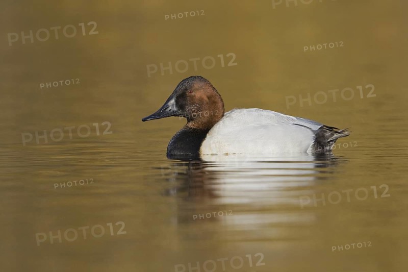 Canvasback (Aythya valisineria) male, British Columbia, Canada