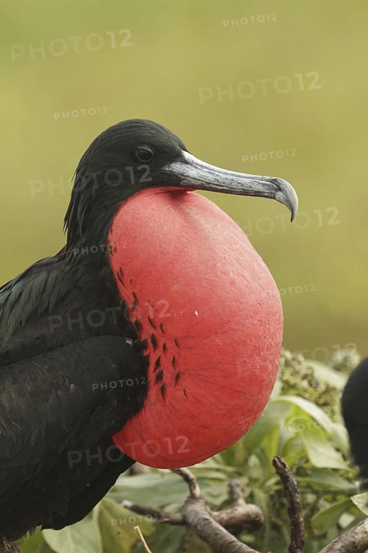 Great Frigatebird (Fregata minor) male, Hawaii, USA