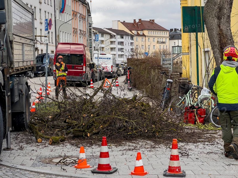 Tree work, Königinstrasse, Munich, Bavaria, Germany