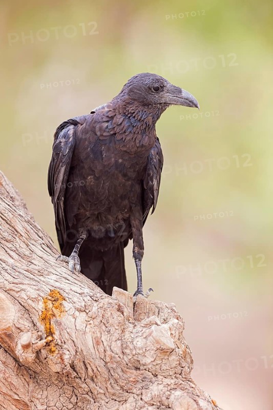 Borstenrabe, Fan-tailed Raven, Corvus rhipidurus, Corbeau à queue courte, Cuervo Hurraco