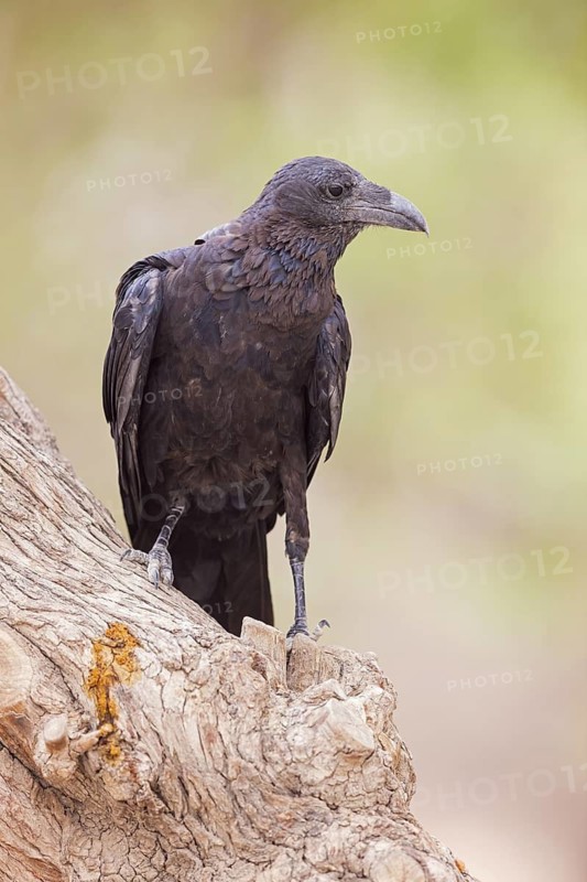 Bristle Raven, (Corvus rhipidurus), animals, birds, raven, raven, passerine bird of the raven family, Ein Gedi Reserve, En Gedi, HaDarom, Israel