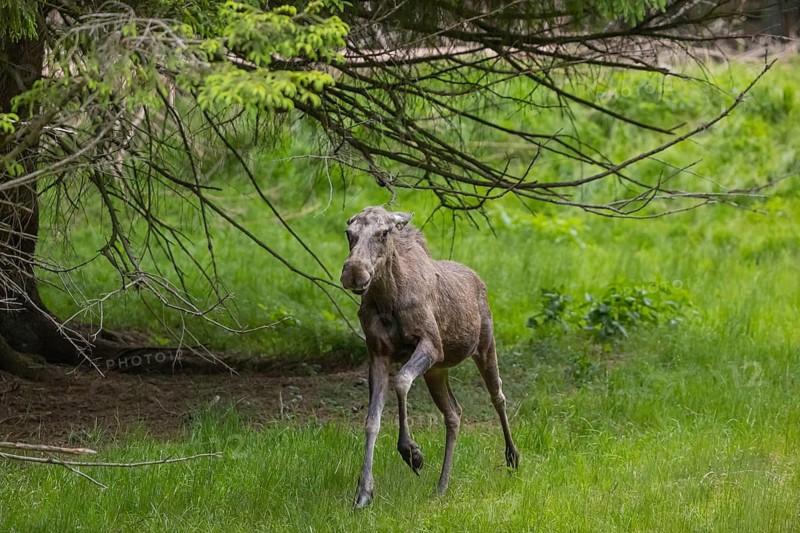 One adult female moose or elk, Alces alces, running, chasing away a male moose to protect her two babies
