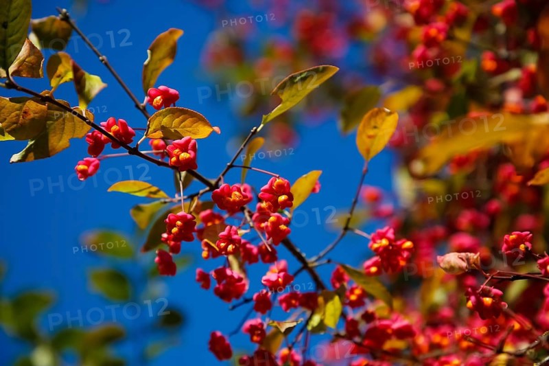 European monkshood (Euonymus europaeus), flowering shrub, red flowers in autumn, blue sky, Großengstingen cemetery, Engstingen municipality, Reutlingen district, Swabian Alb, Baden-Württemberg, Germany
