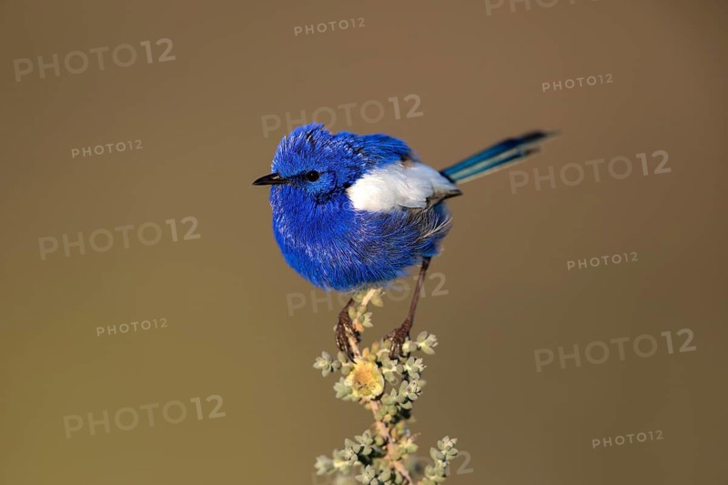 White-winged Fairywren (Malurus leucopterus) male, South Australia, Australia