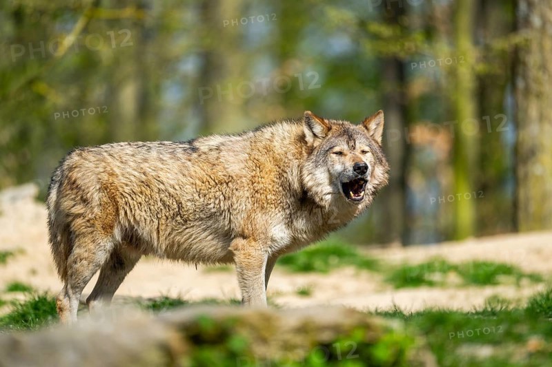 Eastern wolf (Canis lupus lycaon) standing on a meadow, Bavaria, Germany