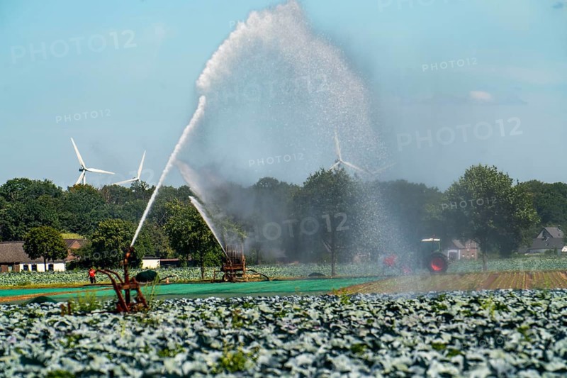 A field is artificially irrigated, water is sprayed onto the field via a sprinkler system, vegetable cultivation, red cabbage, North Rhine-Westphalia, Germany