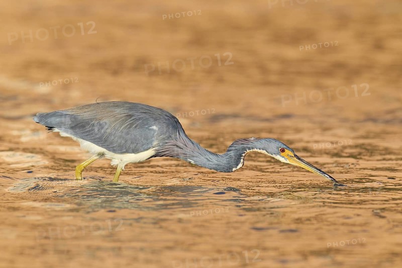 Tricolored Heron (Egretta tricolor), Florida, USA