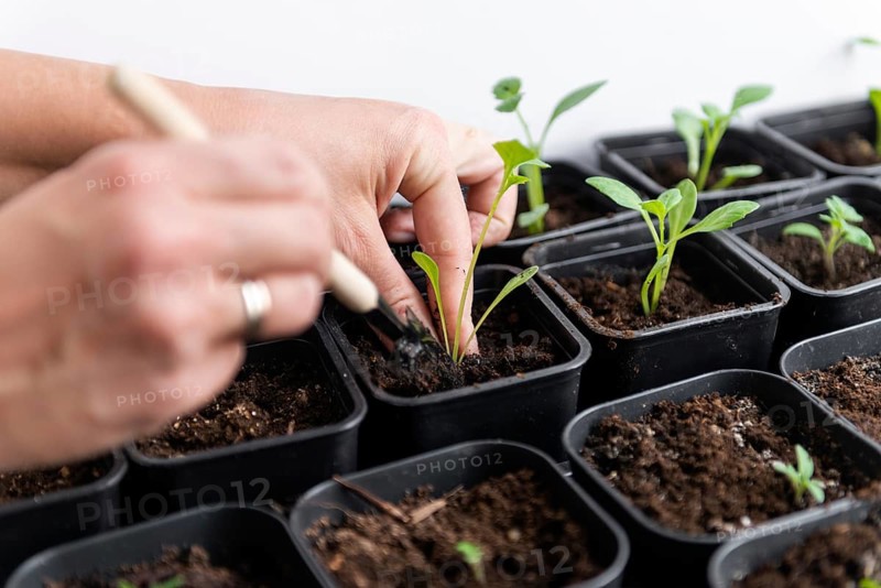 Hands gently plant young tomato seedlings into pots filled with soil, emphasizing growth and nurturing. Ideal for gardening, sustainability, or ecology themes