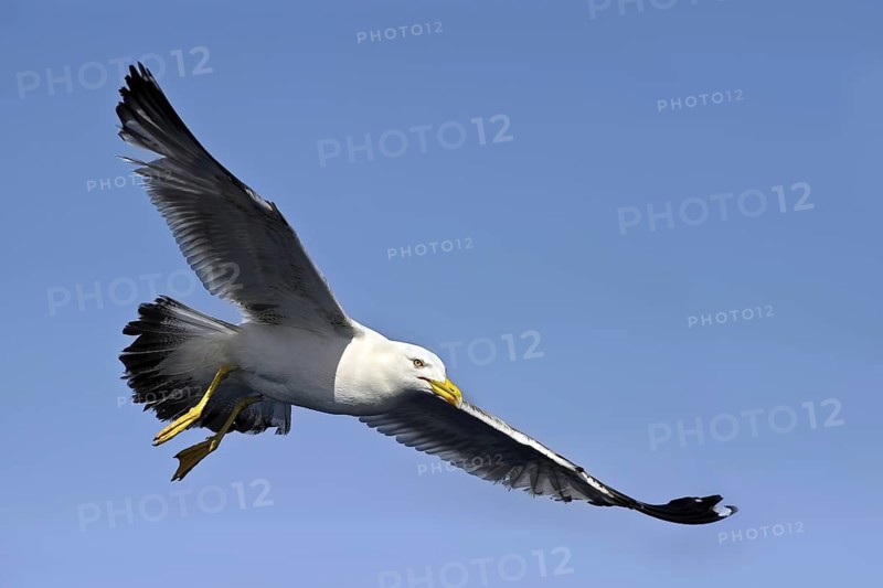 Yellow-legged Gull (Larus michahellis) flying, Eilat, Israel