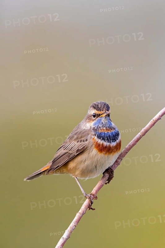 Bluethroat, (Luscinia svecica), (Luscinia svecicus), animals, birds, male, songbird, songbirds, flycatcher family, perch, Israel