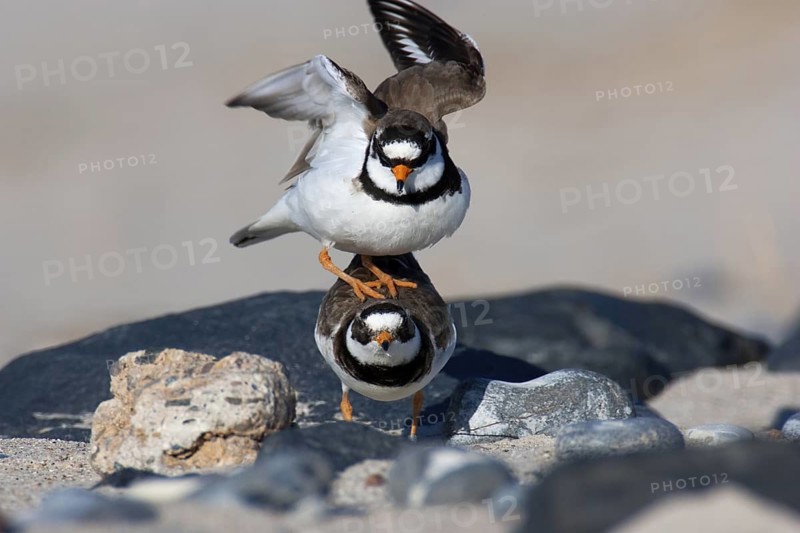 Common Ringed Plover (Charadrius hiaticula), Schleswig-Holstein, Germany