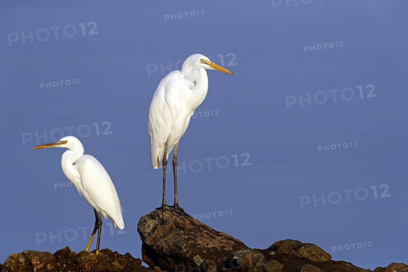Great Egret, (Egretta alba), Ardea alba, Animals, Birds, Herons, Sur Masirah, Shannah, Ash Sharqiyah South, Oman