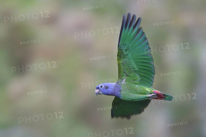 Blue-headed Parrot (Pionus menstruus) flying, Manu National Park, Peru