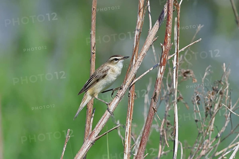 Reed warbler (Acrocephalus schoenobaenus) sitting in a shrub in its natural environment, Wildlife, Lembruch, Ochsen Moor, Dümmer nature park Park, Lower Saxony, Germany