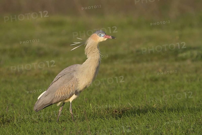 A Whistling Heron at Estancia Rincon del Socorro, Argentina