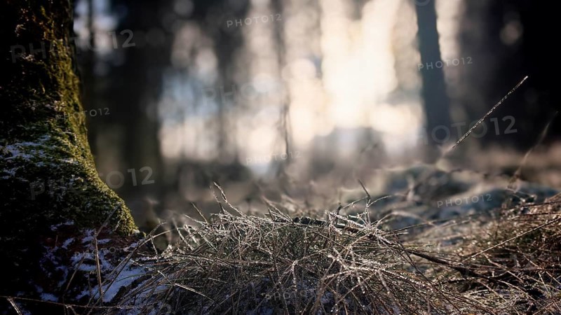 Light floods the morning forest, frosty grass on the ground, winter hiking on the Rennsteig, Thuringian Forest nature park Park