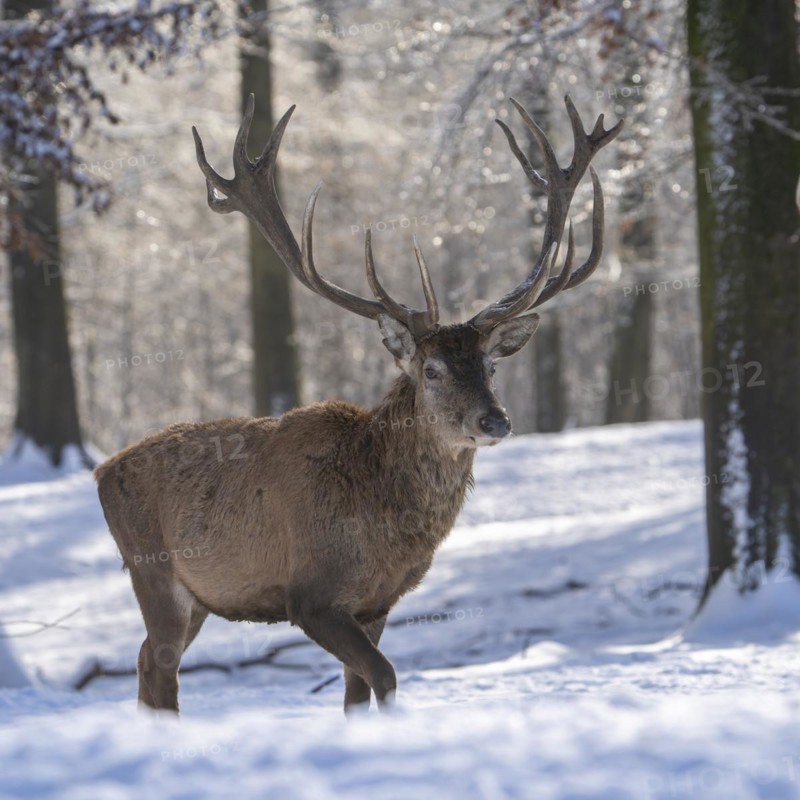 Red deer (Cervus elaphus), in the snow, Vulkaneifel, Rhineland-Palatinate, Germany