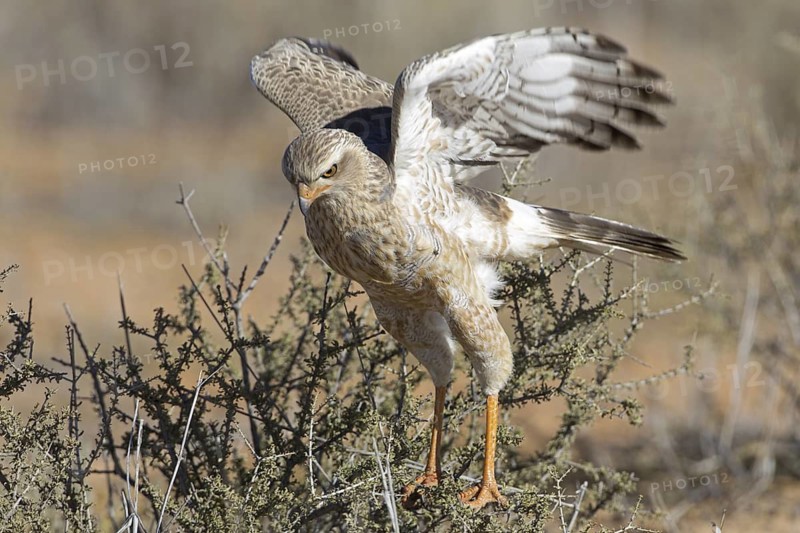 Pale Chanting Goshawk (Melierax canorus), Northern Cape, Kgalagadi Transfrontier Park, South Africa
