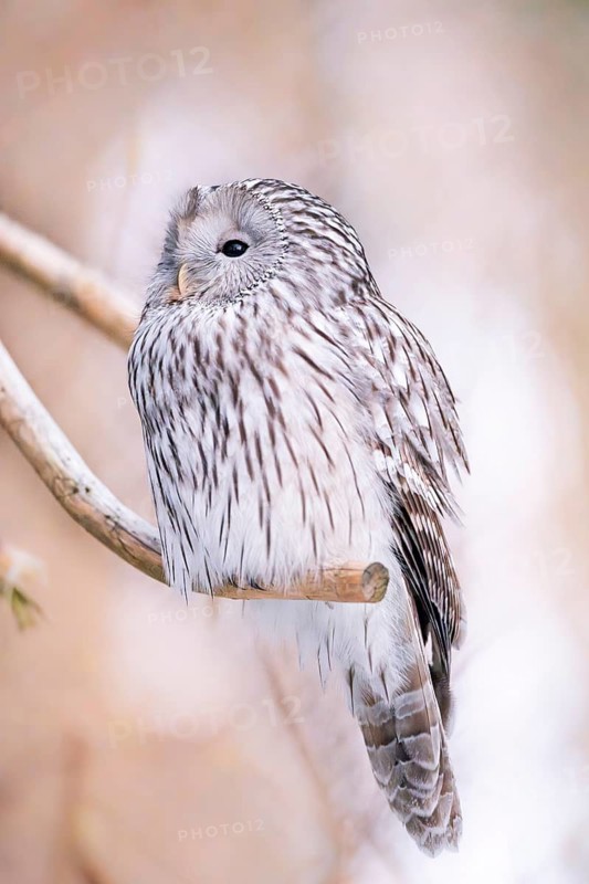 Close-up of a Ural Owl (Strix uralensis) in winter in the bavarian forest national park, Bavaria, Germany