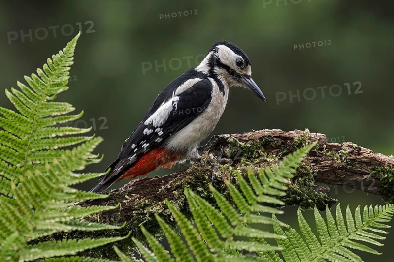 Great spotted woodpecker (Dendrocopos major), greater spotted woodpecker female foraging on dead tree's rotten wood in forest