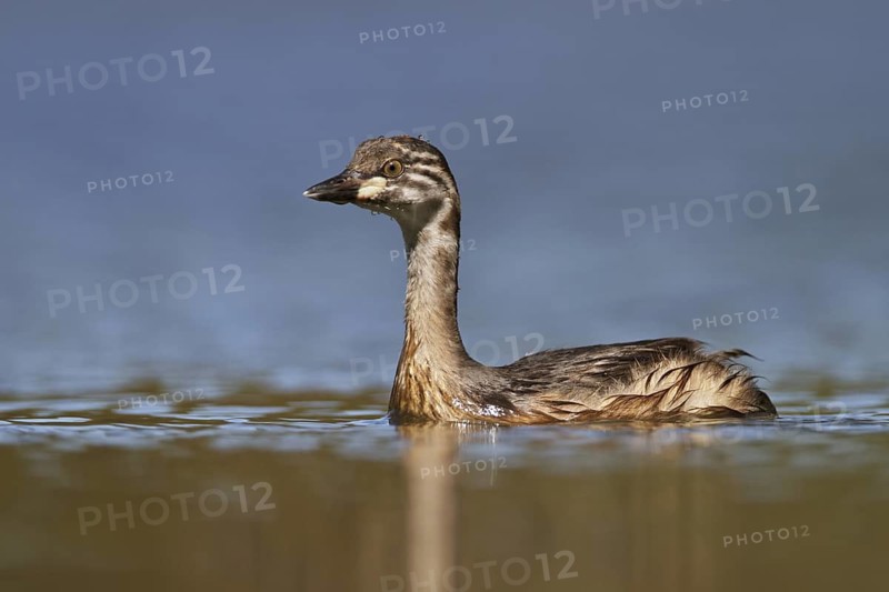 Australasian Grebe (Tachybaptus novaehollandiae) juvenile, New South Wales, Australia