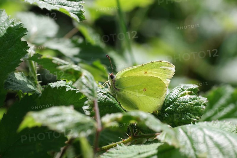 Brimstone (Gonepteryx rhamni), Butterfly, Macro, yellow, Leaves, The yellow Brimstone sits well hidden between green leaves