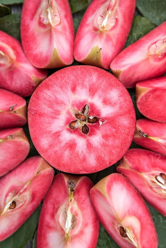 Red-fleshed apple (Malus domestica 'Weirouge'),  Germany