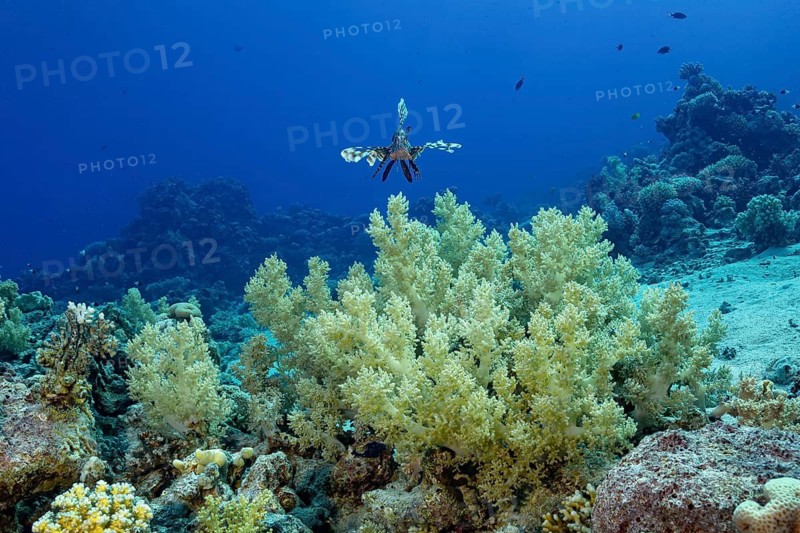 A Common Lionfish (Pterois miles) elegantly navigates above a vibrant coral reef teeming with marine life, showcasing its distinctive striped fins in a deep blue underwater setting