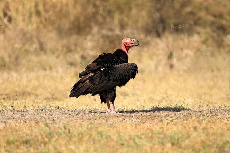 Red-headed Vulture (Sarcogyps calvus), Preah Vihear, Cambodia