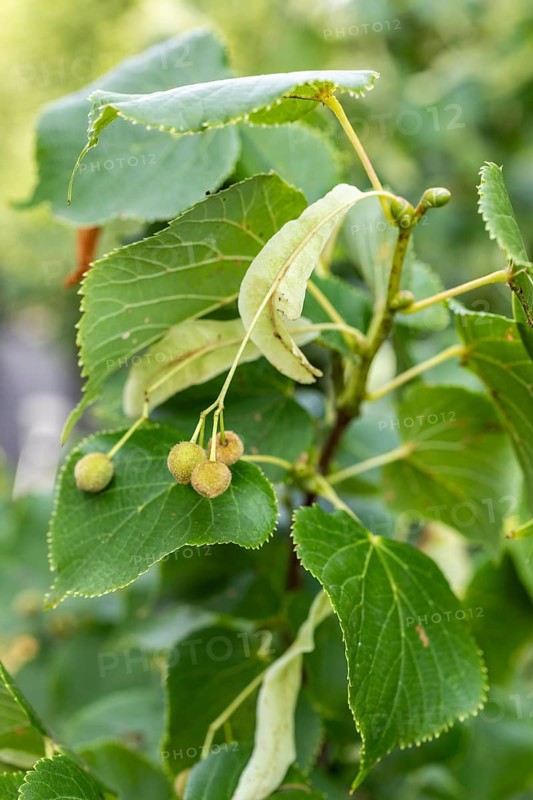 Fruits of the lime tree (Tilia) with winged bracts