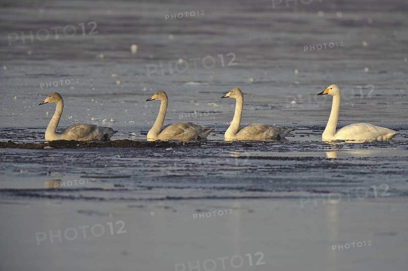 Whooper Swan (Cygnus cygnus), Lower Saxony, Germany