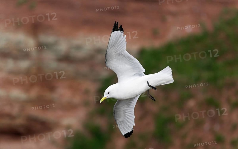 Dreizehenmöwe, lat. Rissa tridactyla, fliegt vor dem Lummenfelsen, Helgoland