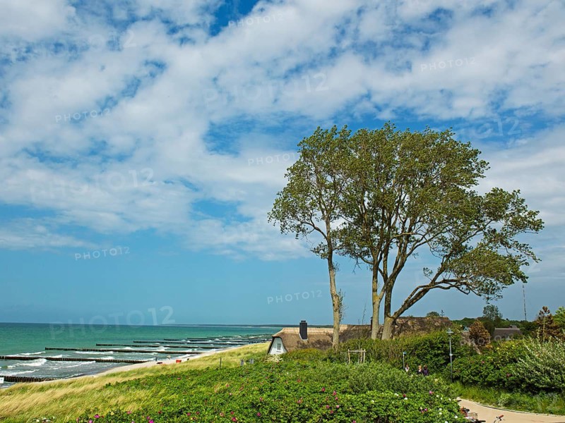 Coastal scene, blooming plants in the foreground, with a thatched building, Ahrenshoop, Baltic Sea, Vorpommern-Rügen district in Mecklenburg-Western Pomerania, Germany