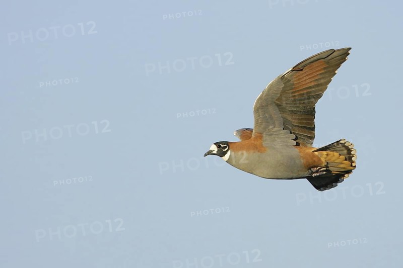 Flock Bronzewing (Phaps histrionica) male flying, New South Wales, Australia