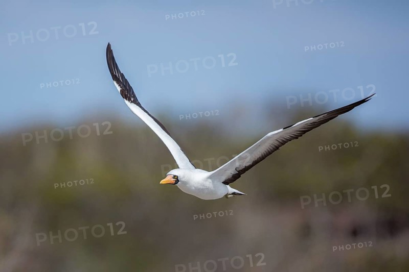 Nazca Booby (Sula granti) flying, Galapagos, Ecuador