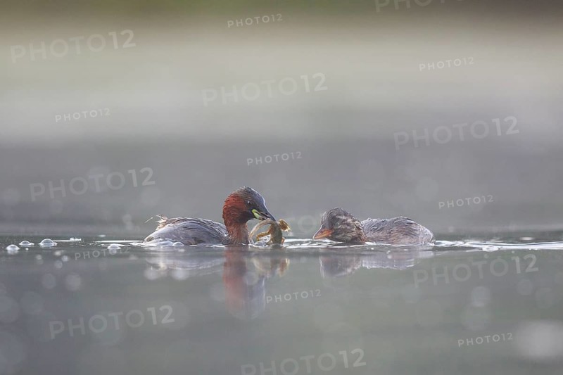 Little Grebe (Tachybaptus ruficollis) feeding juvenile, North Rhine-Westphalia, Germany