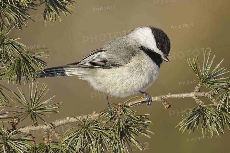 Carolina Chickadee (Poecile carolinensis), Maryland, USA