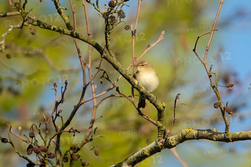 Common chiffchaff (Phylloscopus collybita) adult warbler bird in an Alder tree, Norfolk, England, United Kingdom