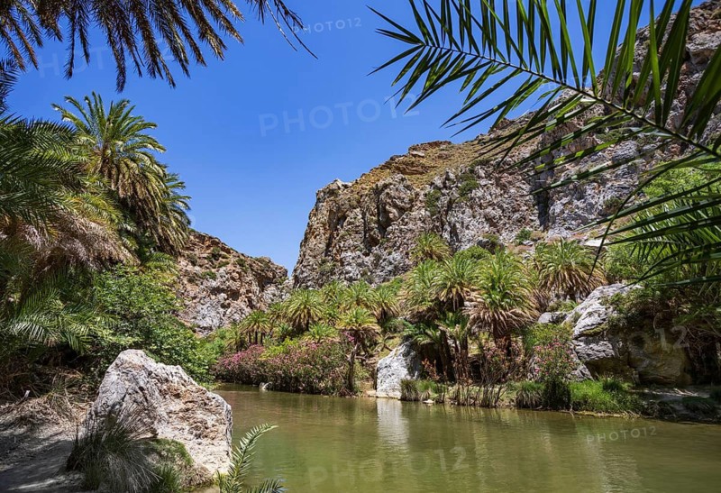 Palm grove in the Kourtaliatiko Gorge, Preveli Beach, south coast, Crete, Greece