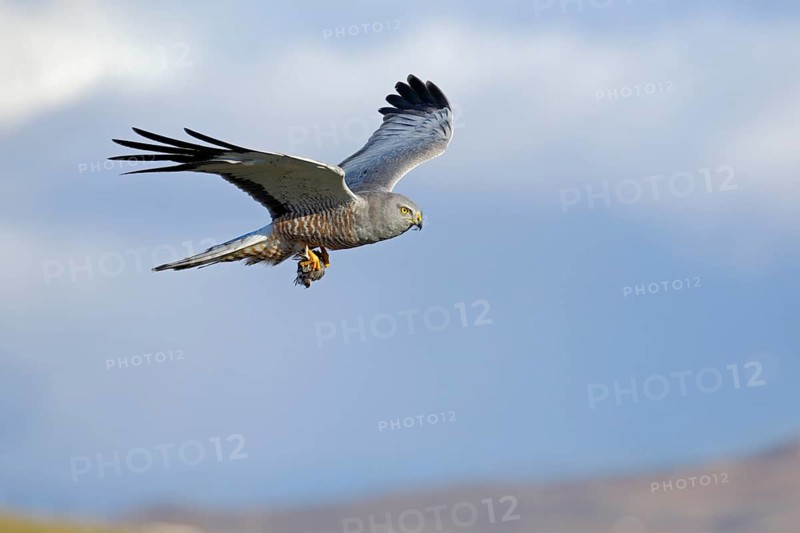 Grauweihe, lat. Circus cinereus, Männchen im Flug am Wolkenhimmel mit Beute