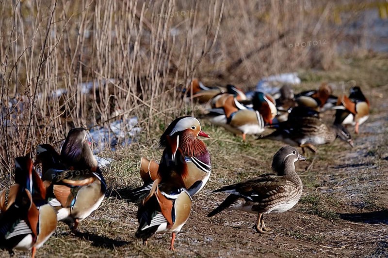 Mandarin ducks, winter, Saxony, Germany