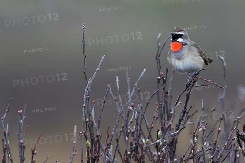 Siberian Rubythroat - Rubinkehlchen - Luscinia calliope, Russia (Ural), adult male