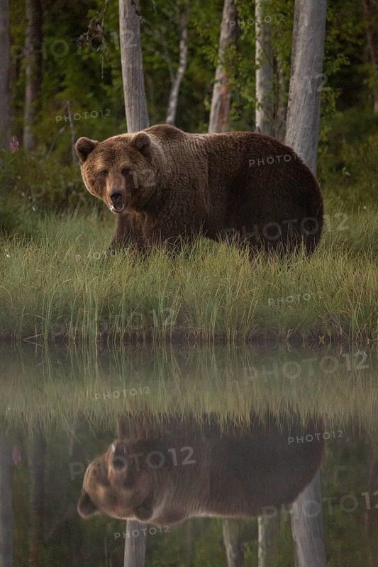 Brown Bear (Ursus arctos), on forest, Kainuu, Finland