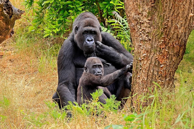 Western gorilla (Gorilla gorilla), adult, male, with young, sitting, on the ground